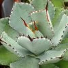 Agave Kikijokan 1 Agave Kikijokan -Promesse de fleurs Boutique Agave Kikijokan Pot de 13 cm 83229 1