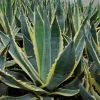 Agave Americana Variegata - Agave D'Amérique -Promesse de fleurs Boutique Agave americana Variegata 83219 1
