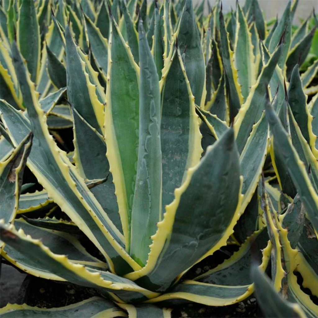 Agave Americana Variegata - Agave D'Amérique 3 Agave Americana Variegata - Agave D'Amérique