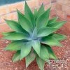 Agave Attenuata - Agave à Cou De Cygne -Promesse de fleurs Boutique Agave attenuata 87652 1
