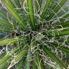 Agave Filifera 2 Agave Filifera -Promesse de fleurs Boutique Agave filifera copyright 832202 1
