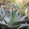 Agave Montana 2 Agave Montana -Promesse de fleurs Boutique Agave montana 83225 1