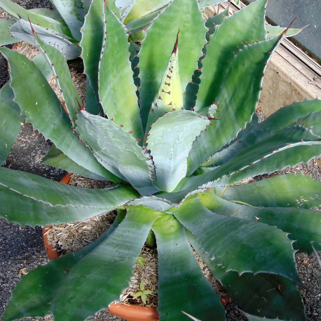 Agave Parryi Neomexicana 3 Agave Parryi Neomexicana