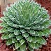 Agave Victoriae Reginae - Agave De La Reine Victoria 1 Agave Victoriae Reginae - Agave De La Reine Victoria -Promesse de fleurs Boutique Agave victoriae reginae 83232 1