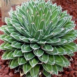 Agave Victoriae Reginae - Agave De La Reine Victoria