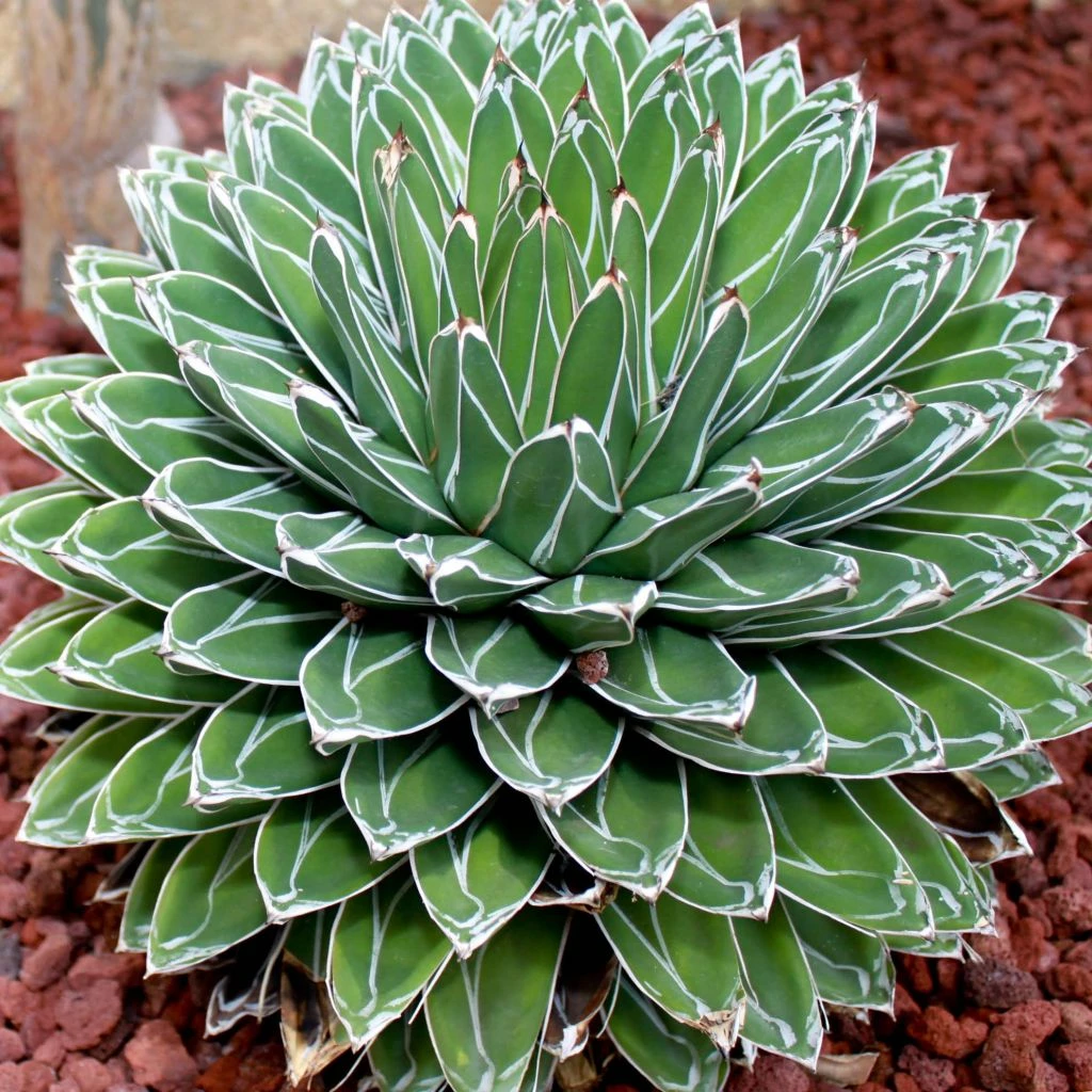 Agave Victoriae Reginae - Agave De La Reine Victoria 3 Agave Victoriae Reginae - Agave De La Reine Victoria