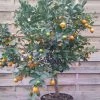 Calamondin - Citrus Madurensis (mitis) 1 Calamondin - Citrus Madurensis (mitis) -Promesse de fleurs Boutique Agrume Calamondin 79065 1