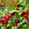 Airelle Rouge Red Pearl - Vaccinium Vitis-idaea 2 Airelle Rouge Red Pearl - Vaccinium Vitis-idaea -Promesse de fleurs Boutique Airelle rouge Red Pearl Vaccinium vitis idaea copyright 1010511 1