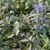 Ajuga Noble Nightingale - Bugle Rampante 2 Ajuga Noble Nightingale - Bugle Rampante -Promesse de fleurs Boutique Ajuga Noble Nighlingale IF 17604 1