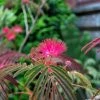 Albizia Julibrissin Evi's Purple - Arbre à Soie 1 Albizia Julibrissin Evi's Purple - Arbre à Soie -Promesse de fleurs Boutique Albizia julibrissin Evis Purple Arbre a soie 16197 1