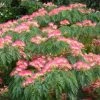 Albizia Julibrissin Ombrella - Arbre à Soie -Promesse de fleurs Boutique Albizia julibrissin Ombrella ld wlcutler 781540 1