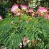Albizia Julibrissin Rosea - Arbre à Soie Rose -Promesse de fleurs Boutique Albizia julibrissin Rosea 87575 1