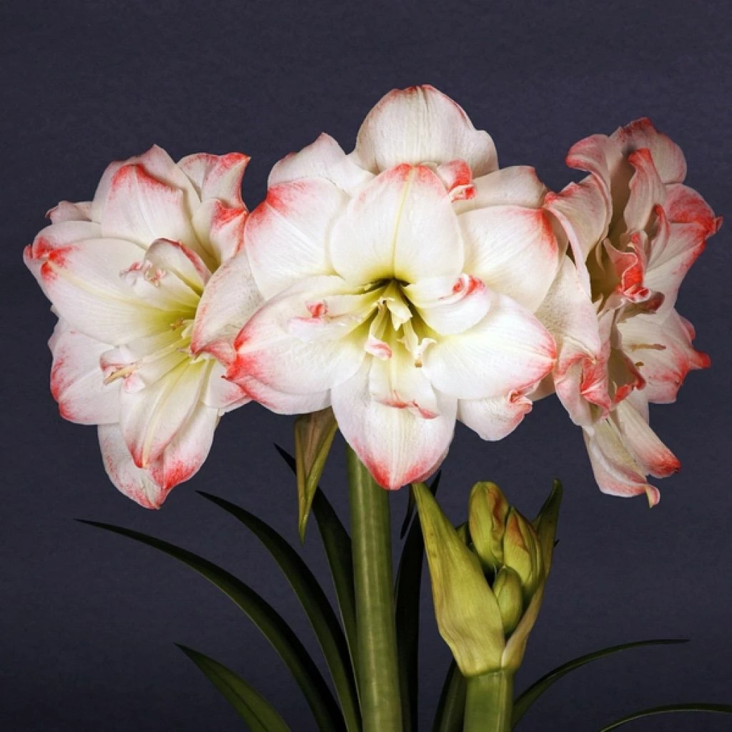 Amaryllis Amadeus Candy - Hippeastrum 3 Amaryllis Amadeus Candy - Hippeastrum