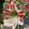 Amaryllis Ambiance* 2 Amaryllis Ambiance* -Promesse de fleurs Boutique Amaryllis Ambiance 56970 1