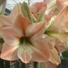 Amaryllis Apricot Parfait -Promesse de fleurs Boutique Amaryllis Apricot Parfait 56992 1 1