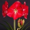 Amaryllis Candy Cream (Candy Queen) - Hippeastrum -Promesse de fleurs Boutique Amaryllis Candy Cream Candy Queen Hippeastrum IF 17548 1