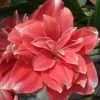 Amaryllis Double Dream 2 Amaryllis Double Dream -Promesse de fleurs Boutique Amaryllis Double Dream 56994 1 1