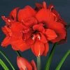 Amaryllis Double King - Hippeastrum -Promesse de fleurs Boutique Amaryllis Double King 15252 1 1