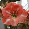Amaryllis Faro* 2 Amaryllis Faro* -Promesse de fleurs Boutique Amaryllis Faro 56606 1