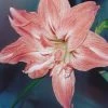 Amaryllis Double Lady Jane -Promesse de fleurs Boutique Amaryllis Lady Jane LD alljengi 56977 1
