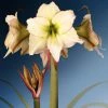 Amaryllis Lemon Cream - Hippeastrum -Promesse de fleurs Boutique Amaryllis Lemon Cream Hippeastrum IF 175510 1