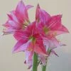 Amaryllis Neon -Promesse de fleurs Boutique Amaryllis Neon 87545 1