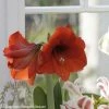 Amaryllis Red Lion -Promesse de fleurs Boutique Amaryllis Red Lion 82354 1