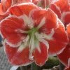 Amaryllis Samba -Promesse de fleurs Boutique Amaryllis Samba 56995 1 1