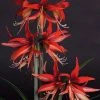 Amaryllis Sumatra - Hippeastrum Cybister -Promesse de fleurs Boutique Amaryllis Sumatra Hippeastrum 15931 1