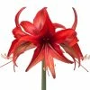 Amaryllis Cybester Bogota -Promesse de fleurs Boutique Amaryllis cybister Bogota shutterstock 56979 1