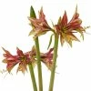 Amaryllis Cybister Mystica - Hippeastrum -Promesse de fleurs Boutique Amaryllis cybister mystica hippeastrum copyright 15925 1 1