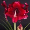 Amaryllis Daphne - Hippeastrum -Promesse de fleurs Boutique Amaryllis daphne 15923 1