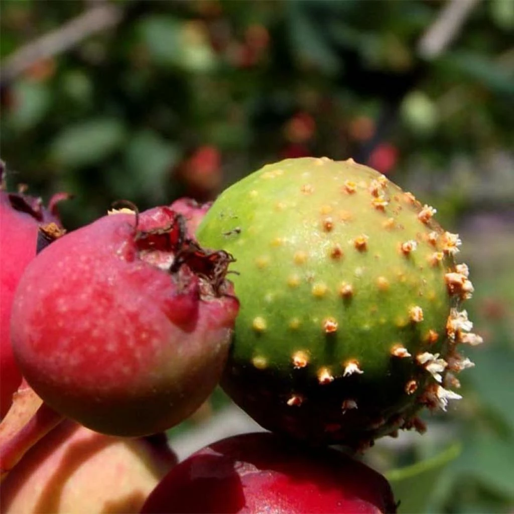 Amelanchier Thiessen 3 Amelanchier Thiessen