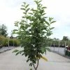 Amelanchier Canadensis Rainbow Pillar -Promesse de fleurs Boutique Amelanchier canadensis RAINBOW PILLAR 83941 1
