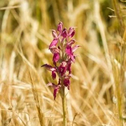 Anacamptis Sancta, Orchis Sacré - Orchidée Vivace