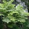 Aralia Elata Golden Umbrella - Angélique En Arbre -Promesse de fleurs Boutique Aralia elata Aureovariegata 81414 1