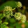Aralia Nudicaulis - Aralie à Tige Nue -Promesse de fleurs Boutique Aralia nudicaulis 87128 1