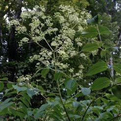 Aralia Spinosa - Angélique épineuse