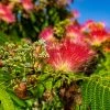 Albizia Julibrissin Rouge De Tuilière - Arbre à Soie -Promesse de fleurs Boutique Arbre de soie Albizia julibrissin Rouge de Tuiliere copyright 18285 4