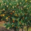 Arbutus Unedo Atlantic - Arbousier -Promesse de fleurs Boutique Arbutus unedo 82783 1