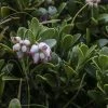 Arctostaphylos Uva-ursi - Raisin D'ours -Promesse de fleurs Boutique Arctostaphylos uva 83946 1