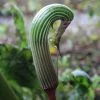 Arisaema Galeatum - Plante Cobra 2 Arisaema Galeatum - Plante Cobra -Promesse de fleurs Boutique Arisaema galeatum 4180 1