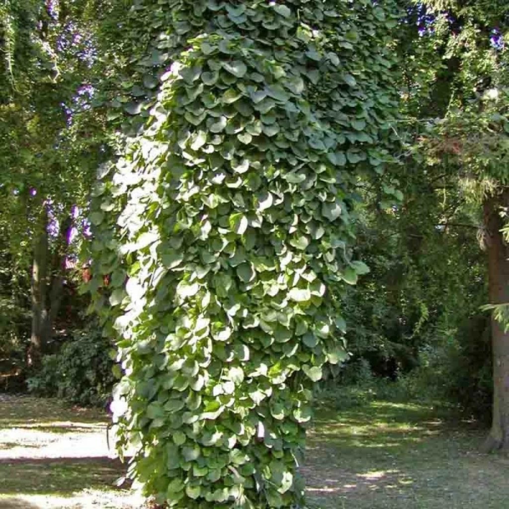 Aristoloche Durior - Aristoloche Siphon 3 Aristoloche Durior - Aristoloche Siphon