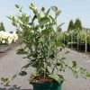 Aronia Melanocarpa Autumn Magic -Promesse de fleurs Boutique Aronia melanocarpa Autumn Magic NOBLE 83947 1