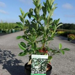 Aronia Melanocarpa Professor Ed - Aronie à Fruits Noirs