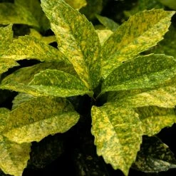 Aucuba Japonica Golden King - Laurier Du Japon Panaché