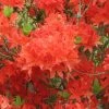 Azalée De Chine Koster's Brilliant Red - Azalea Mollis