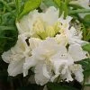Azalée De Chine White Frills - Azalea Mollis -Promesse de fleurs Boutique Azalea de Chine White Frills 84827 1