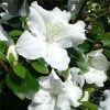 Azalée Japonaise Dorothy Heiden -Promesse de fleurs Boutique Azalea japonica Dorothy Heiden 1004082 1