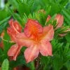 Azalée De Chine Peter Koster - Azalea Mollis -Promesse de fleurs Boutique Azalea mollis copyright promesse Fabien 84826 1